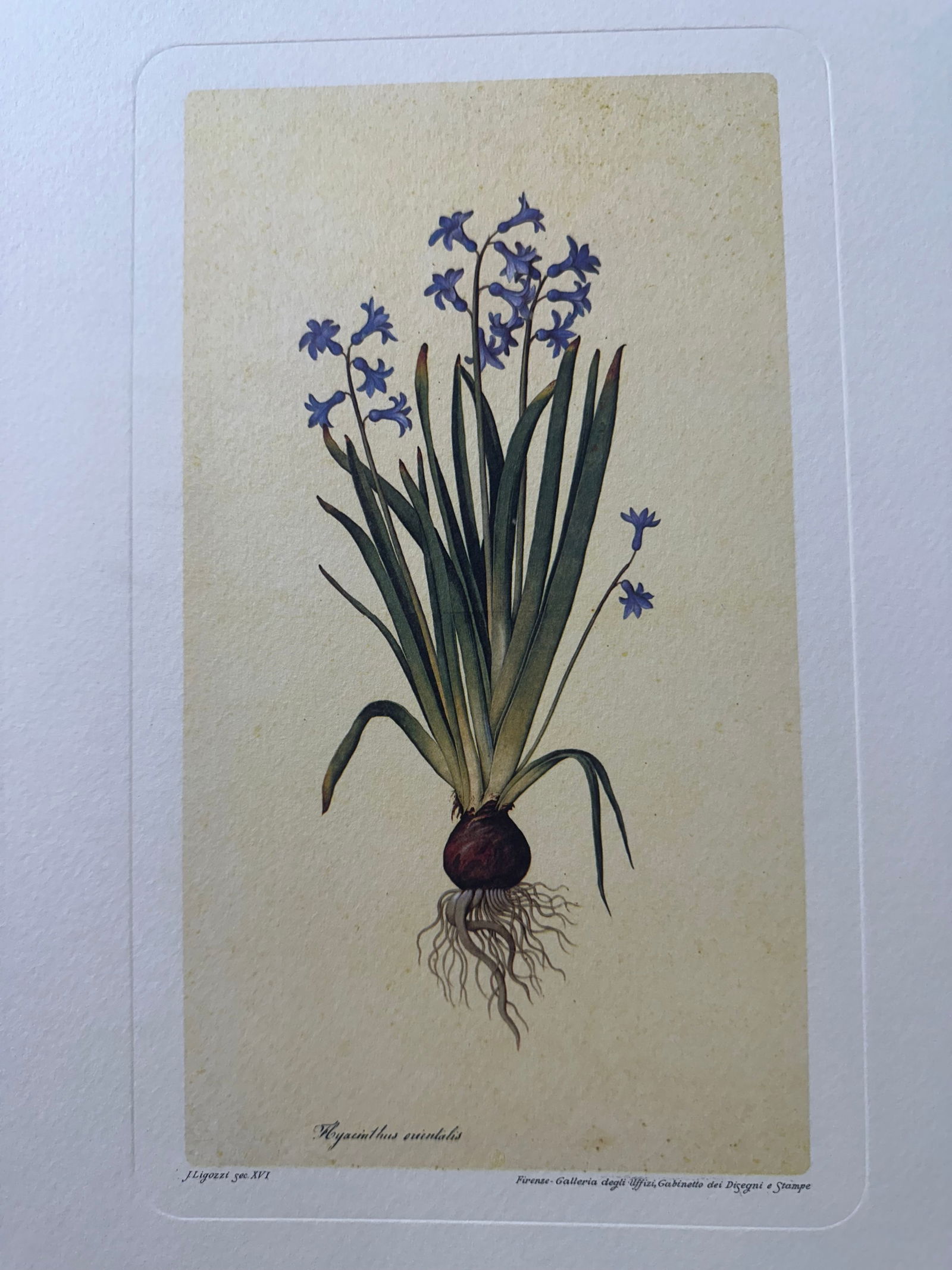 Vintage Botanical Colored Aquatint Lithograph after Jacopo Ligozzi's (1547-1627): Size: w 12” inch, H: 16”” inch