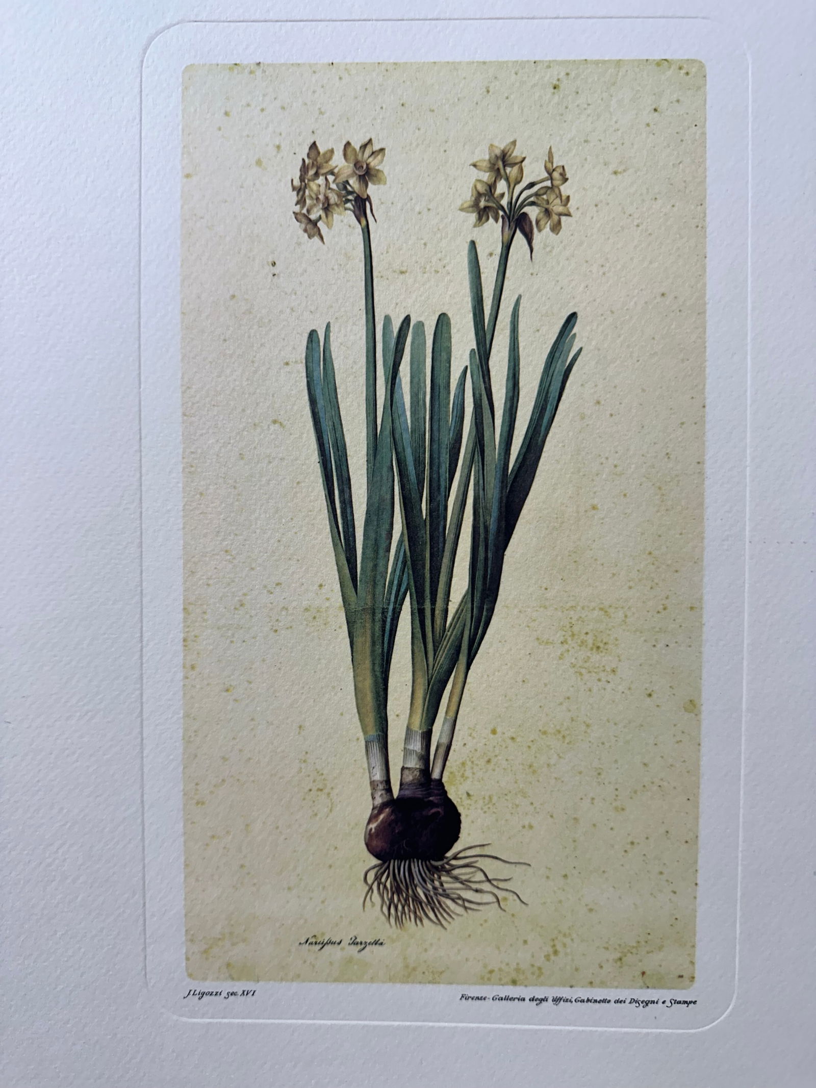Fine Color Facsimile Of "hyacinthus Orientalis," From The 18th Century Drawing By Jacopo Ligozzi: Size: w: 12” inch, H: 16” inch