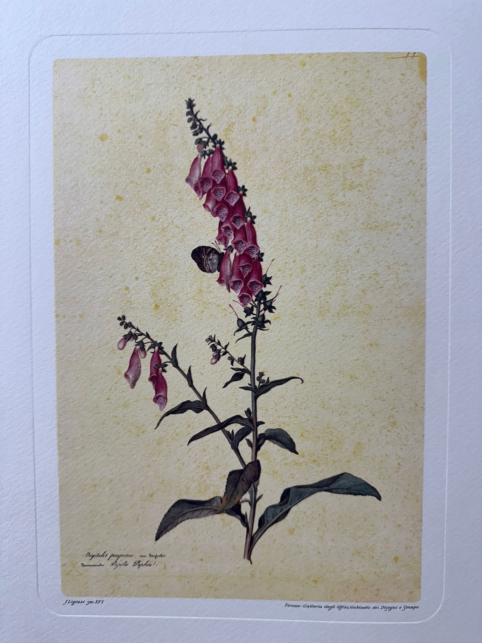 Fine Color Facsimile Of "digitalus Purpurea," From The 18th C. Drawing By Jacopo Ligozzi: Size: W 12” inch, H: 16” inch