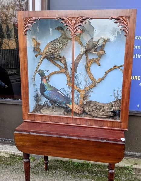 Victorian diorama of Nepalese Pheasants c 1850 by John Cooper (1 of 7)