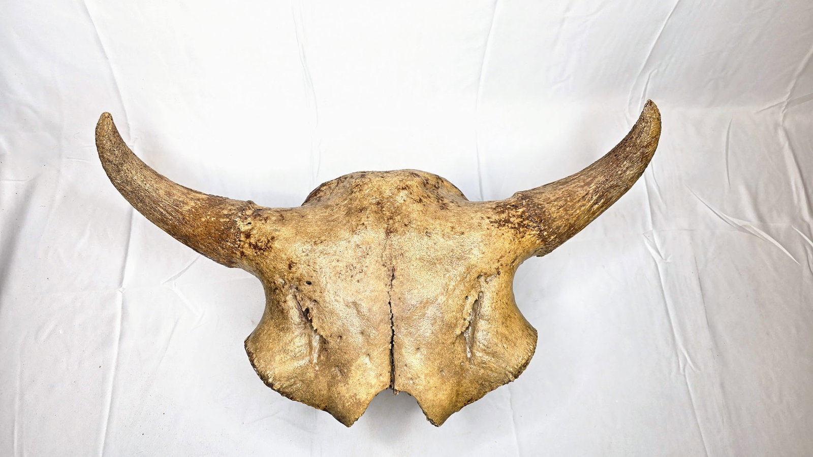Prehistoric Buffalo Skull: Impressive prehistoric buffalo skull, unearthed in the Mississippi Delta region. This substantial specimen features a well-preserved cranium with intact horns exhibiting excellent surface texture and 