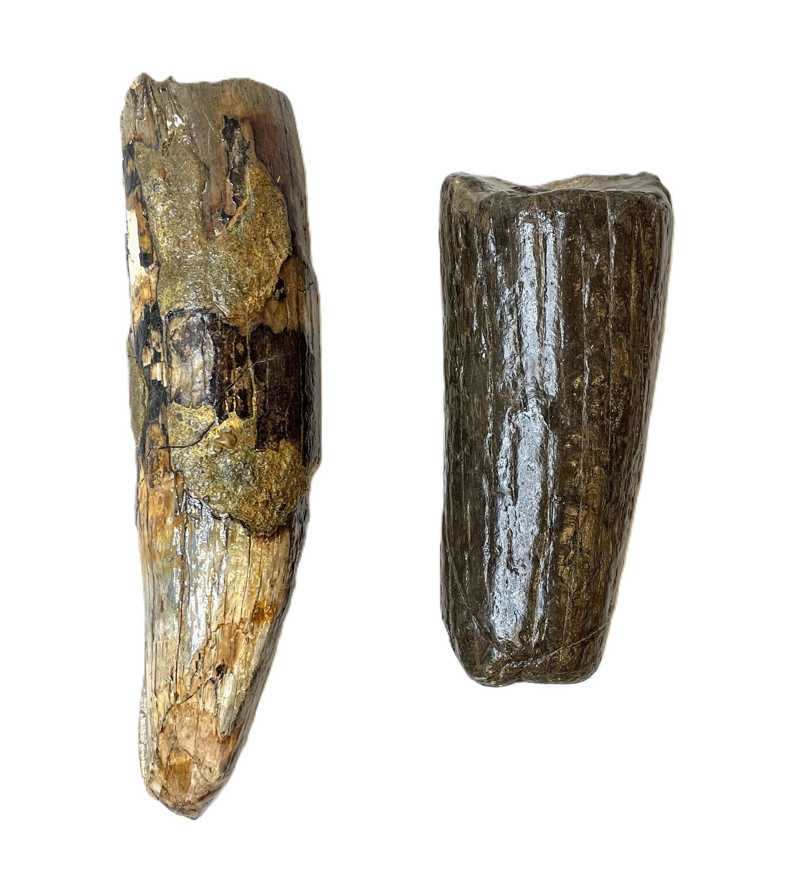 Prehistoric Mammoth Tusks: Partial prehistoric mammoth tusks, recovered from the Mississippi Delta. This pair of fossilized tusk segments displays excellent preservation, with visible grain structure and coloration consistent w