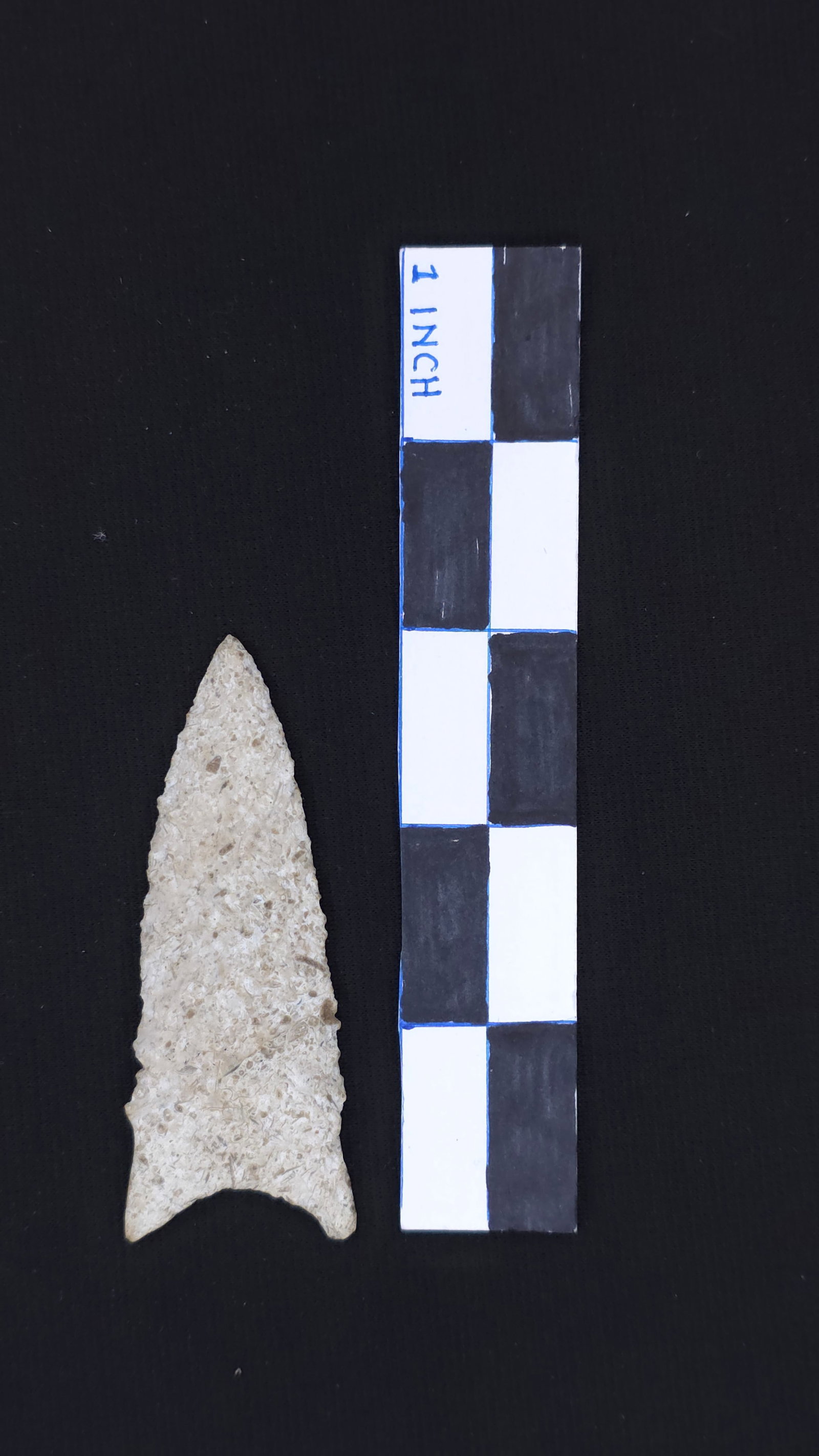 Dalton (Burlington Chert - Sumner Co. TN), 3 1/8" x 1 13/16" - Motley and Ken Partain COAs included (1 of 4)