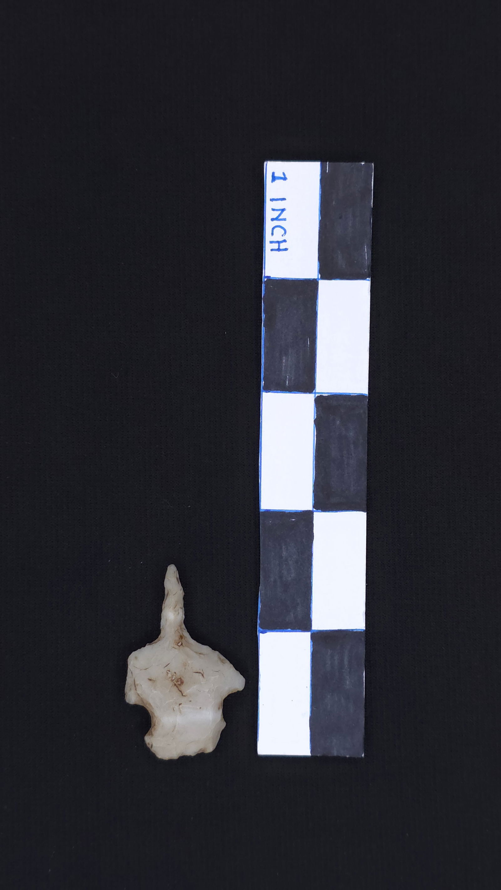 Drill (MO), 1 5/8" - COA included (1 of 4)