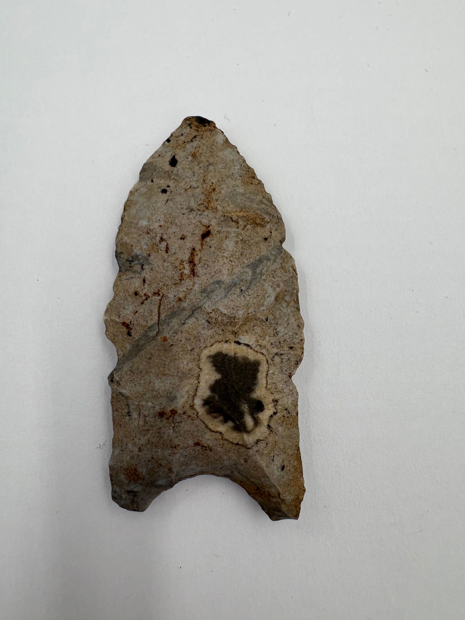 Dalton: Chipped stone projectile point measuring 2 inches long. Leaf-shaped blade with a narrow tip, bifacially flaked edges, and a notched, barbed basal profile. Gray-beige chert exhibits a pale cream halo