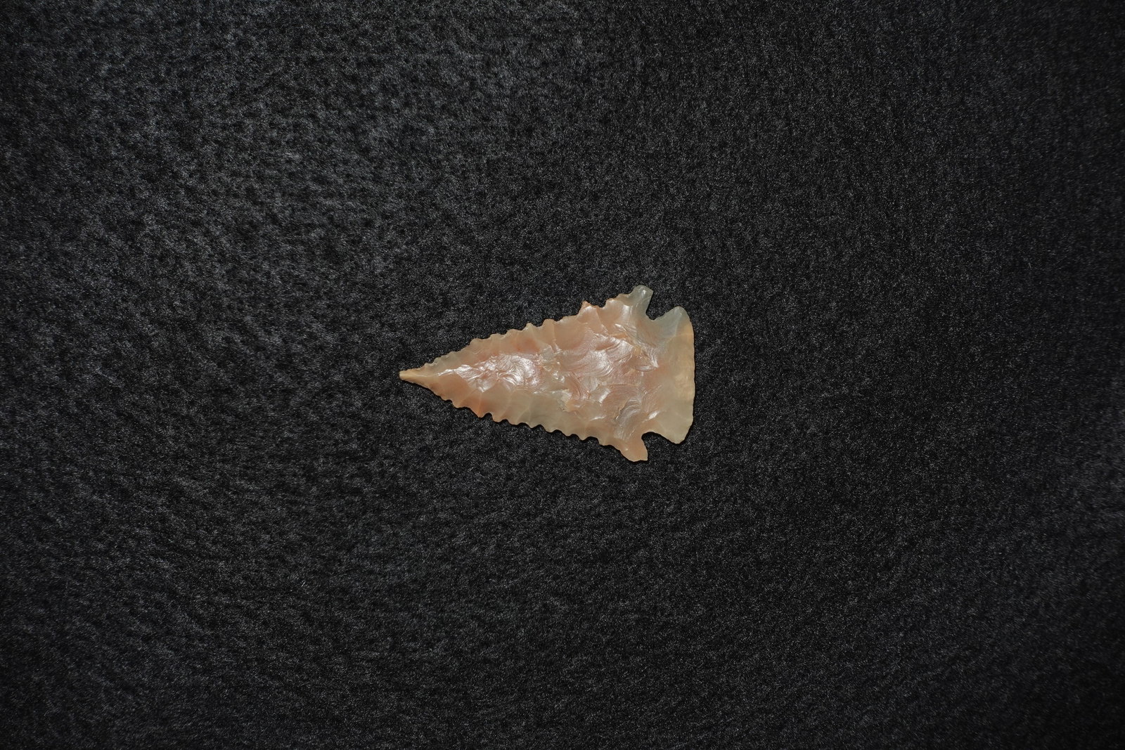 Pinetree - 2