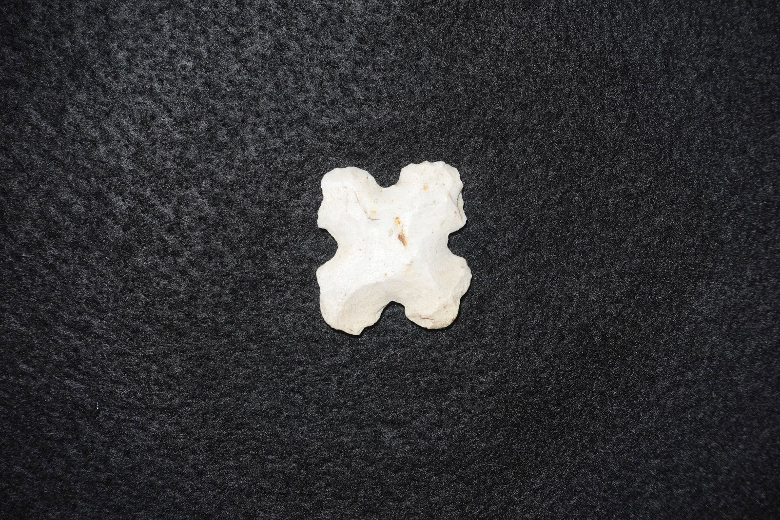 Exotic form: Chalky off-white natural specimen with an irregular four-lobed silhouette and subtle tan mineral speckling. Surface exhibits porous, matte texture with rounded edges and shallow concave depressions.