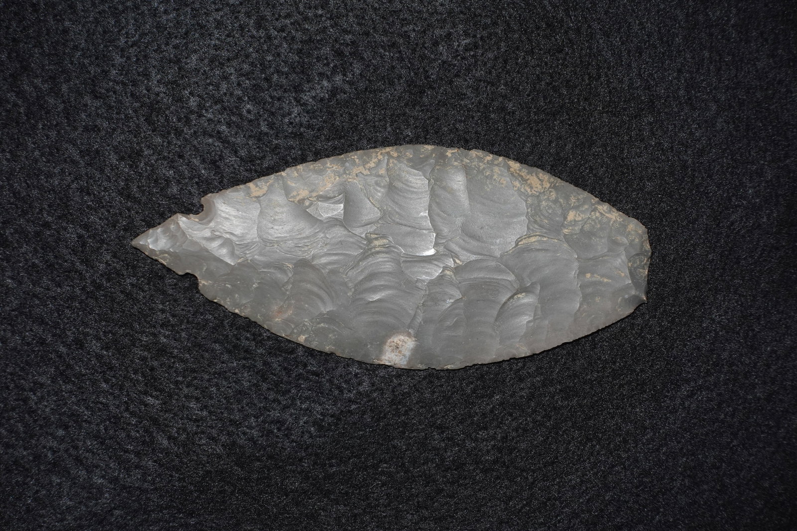 Turkeytail - 2