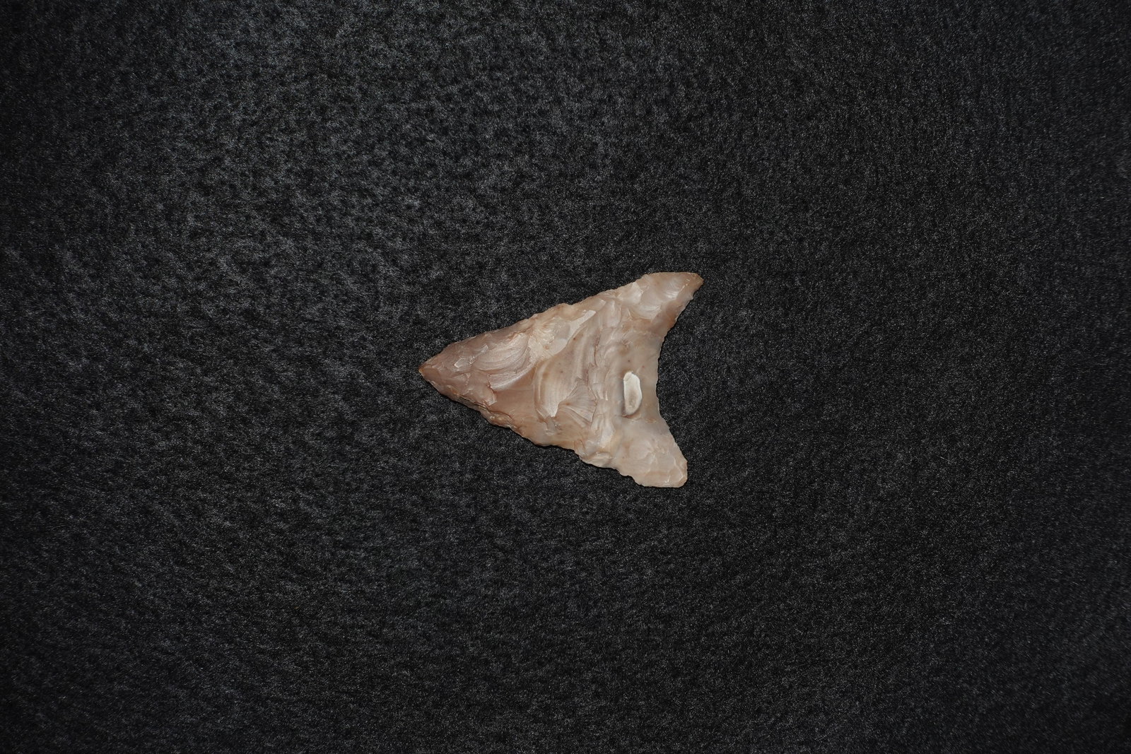 Mule Ear - 2