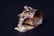 134: Two Victorian Figural Dog Napkin Rings - 3