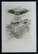11371: J.FRIEDLAENDER H.Signed Etching Homer - 2