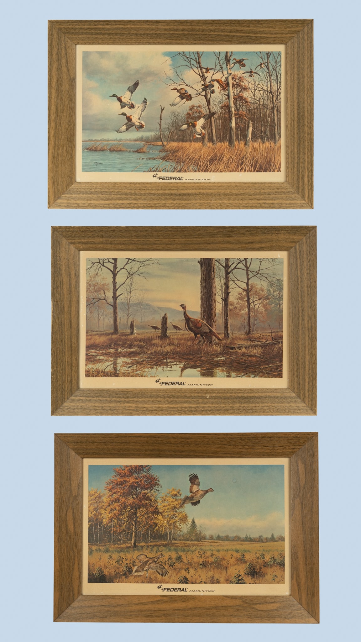 Lot of 3 Federal Ammunition David Maass Prints: Lot of 3 Vintage Federal Ammunition wildlife themed promotional advertising hanging prints circa 1960’s. Prints are framed with printed cardboard frames to look like wood and have the Federal Am