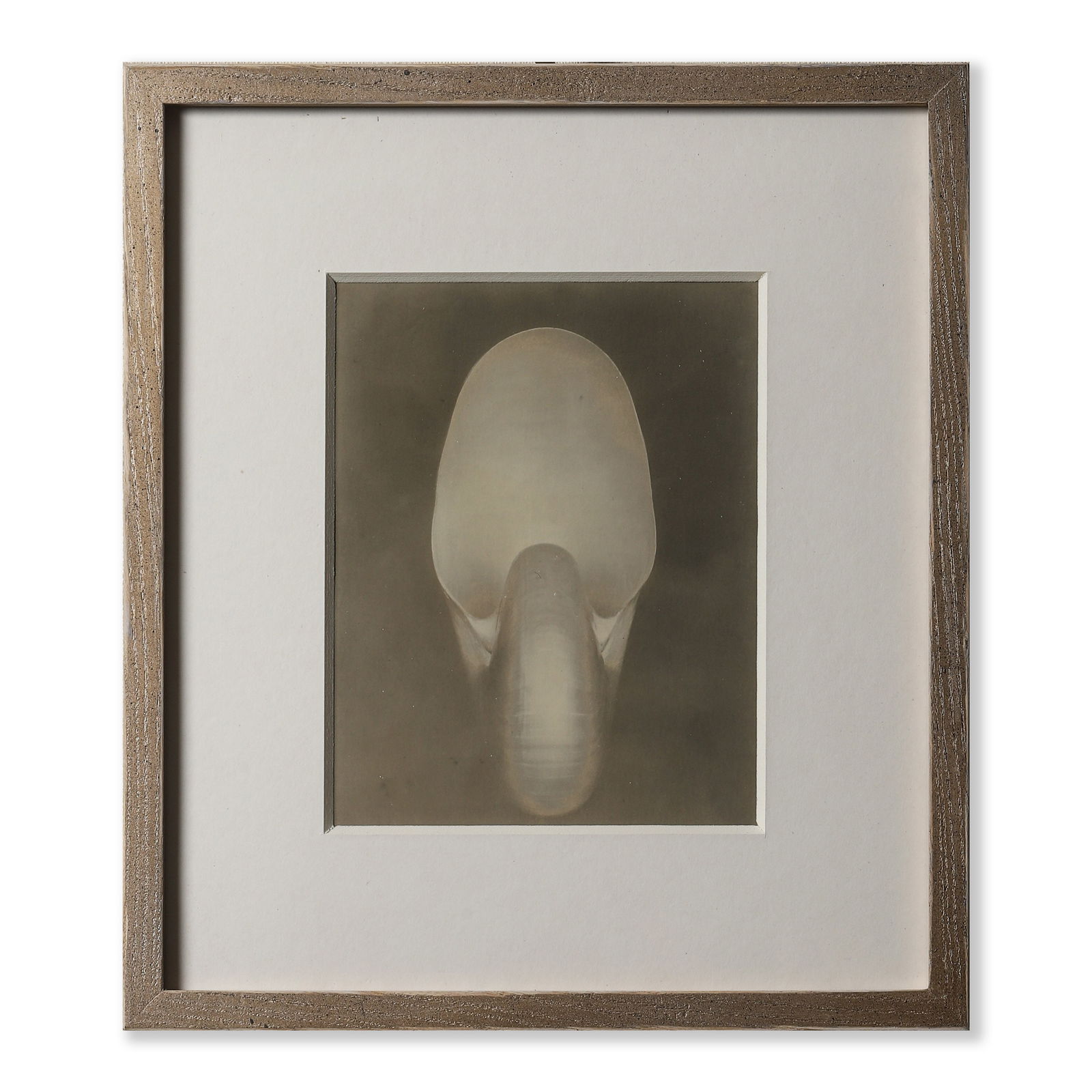 EDWARD WESTON (1886–1958) SHELL, 1927 (1 of 3)