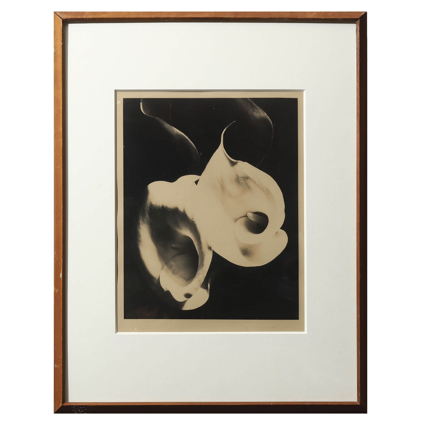 IMOGEN CUNNINGHAM (1883–1976) TWO CALLAS (1 of 3)