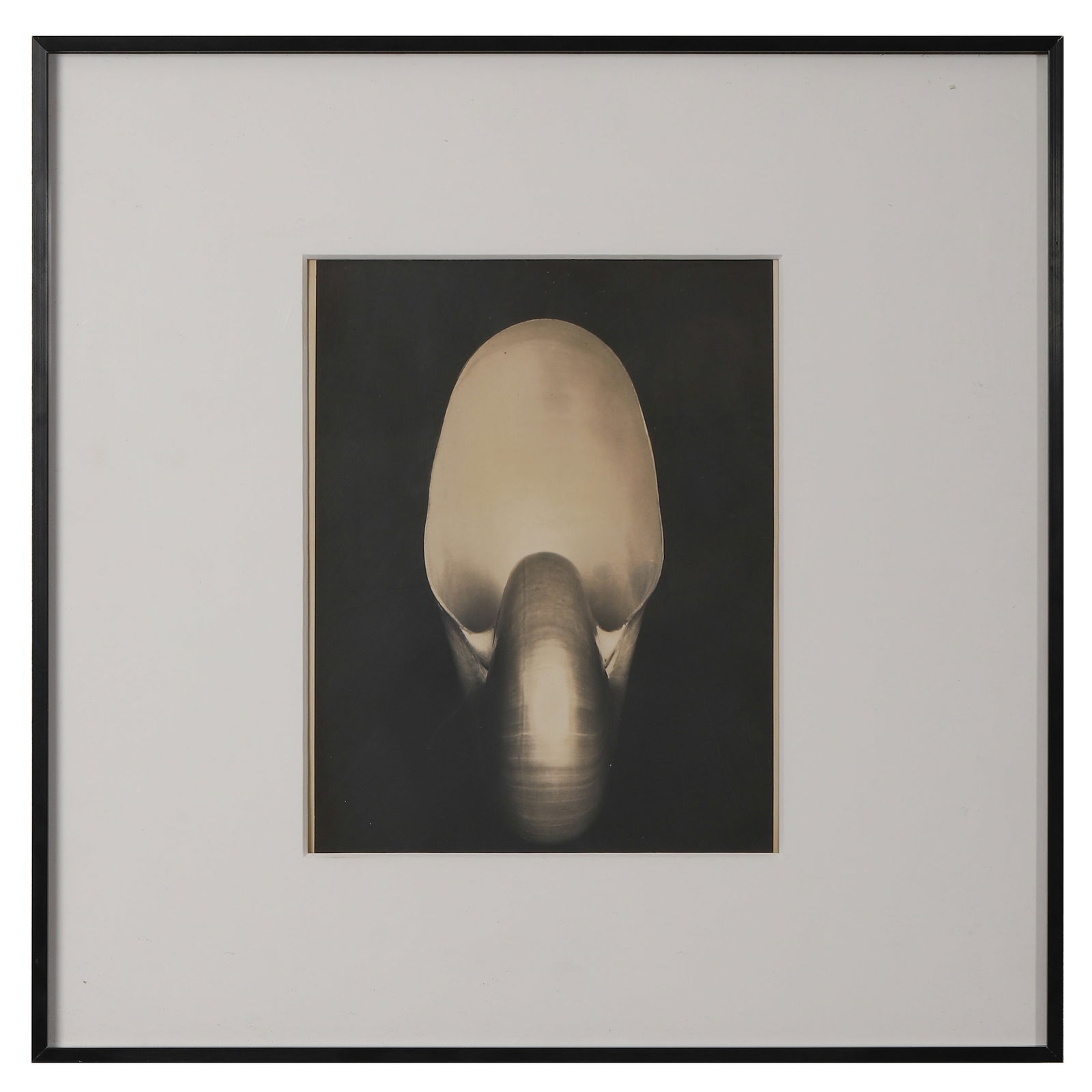 EDWARD WESTON (1886–1958) SHELL - 3