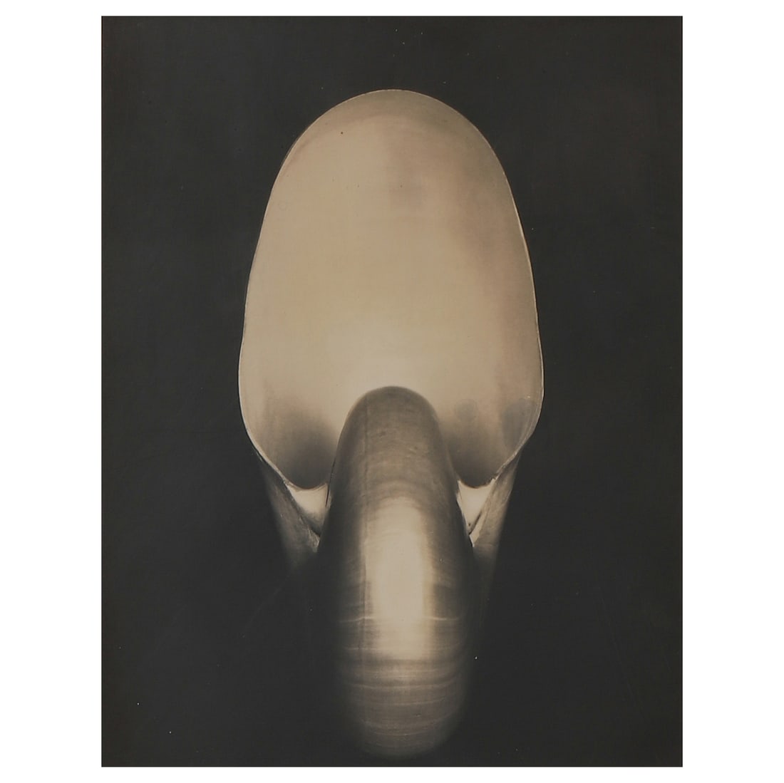 EDWARD WESTON (1886–1958) SHELL (1 of 4)