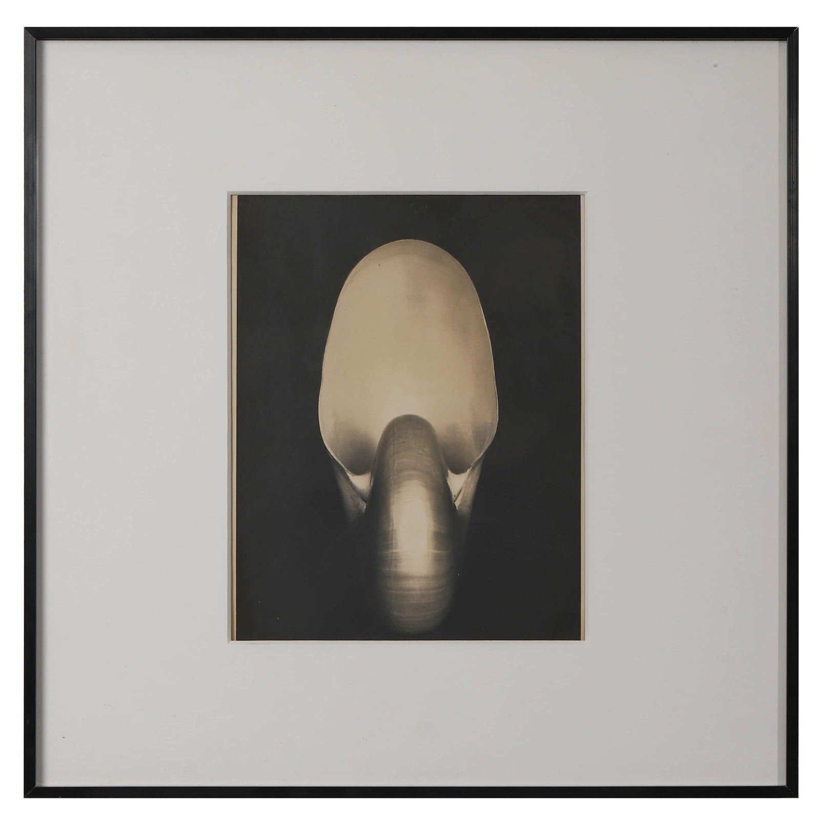 EDWARD WESTON (1886–1958) SHELL - 3