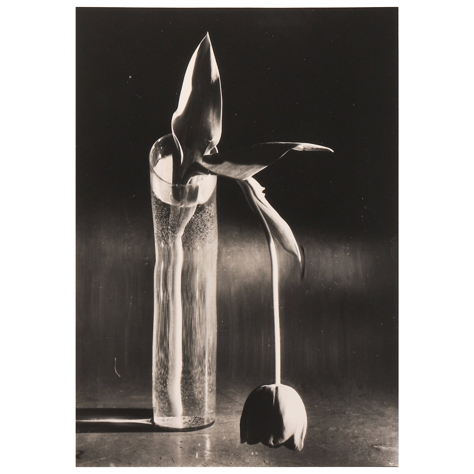 ANDRÉ KERTÉSZ (1894–1985), MELANCHOLIC TULIP, NEW YORK: Artist André Kertész (1894–1985) Title MELANCHOLIC TULIP, NEW YORK Medium Gelatin silver photograph, mounted on board Signature Signed in pencil, verso Dimensions Image 6 5/8 × 9 1/2 in. (16.9