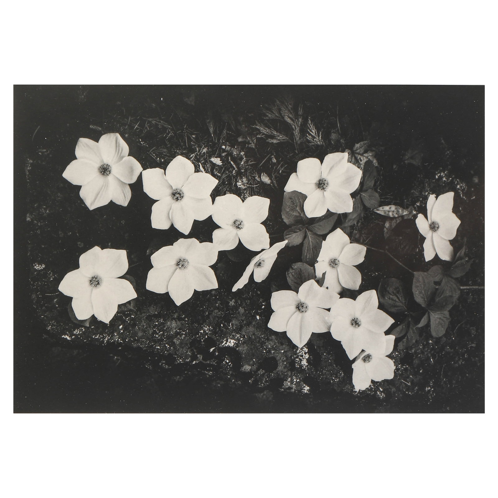 ANSEL ADAMS (1902–1984), DOGWOOD, RAIN, YOSEMITE NATIONAL PARK, CALIFORNIA: Artist Ansel Adams Title Dogwood, Yosemite National Park, California Medium Silver gelatin print, mounted on board Signature Signed in pencil, lower right recto Dimensions Image 7.48 × 9.45 in. (19 �