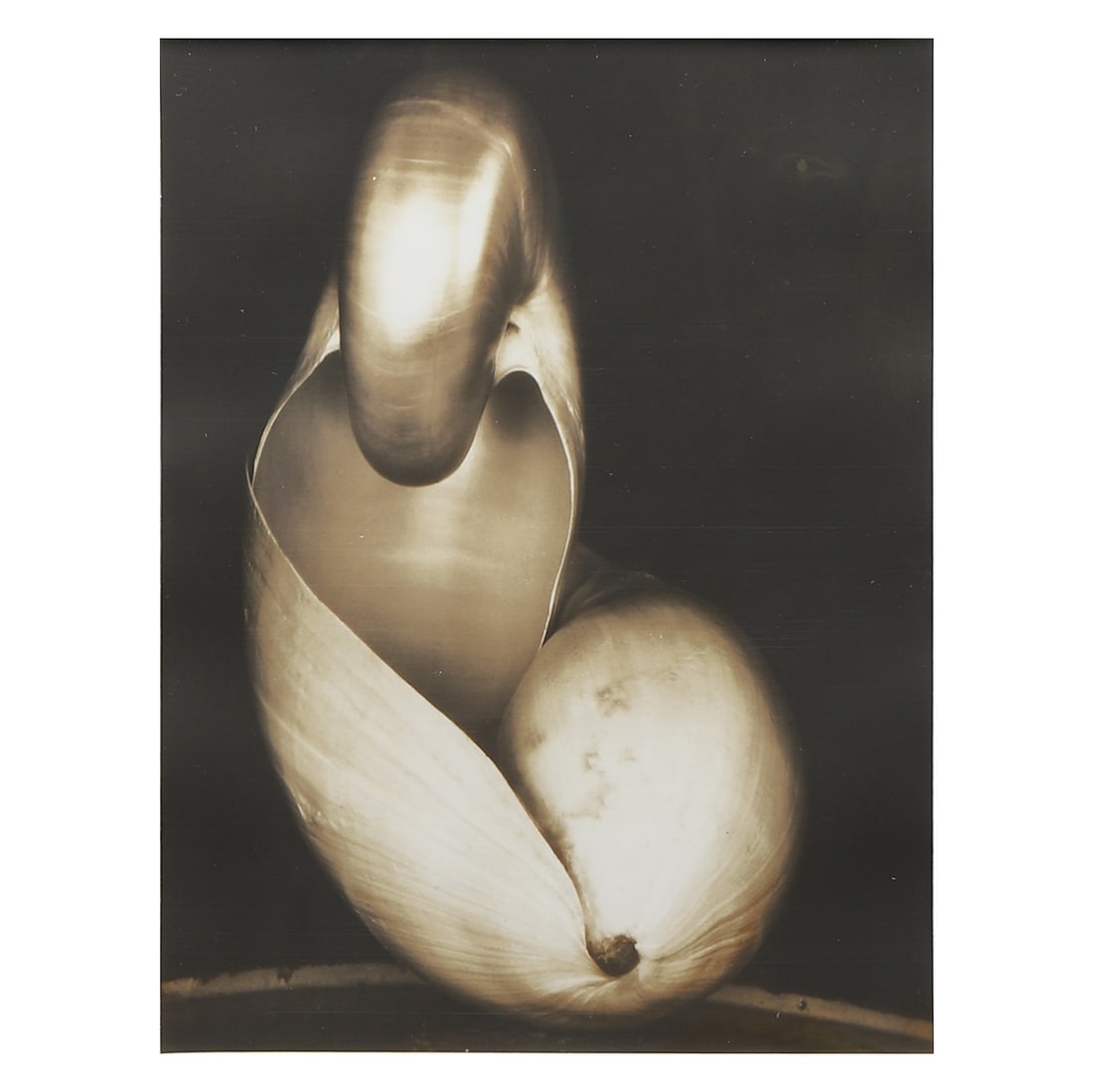 EDWARD WESTON (1886–1958) / COLE WESTON (1919–2003) SHELL: Artist EDWARD WESTON / COLE WESTON Title: Shell Material: Gelatin silver print, mounted on board Signature/Mark: Artist’s stamp and signed in pencil "Cole Weston" on the reverse Dimensions