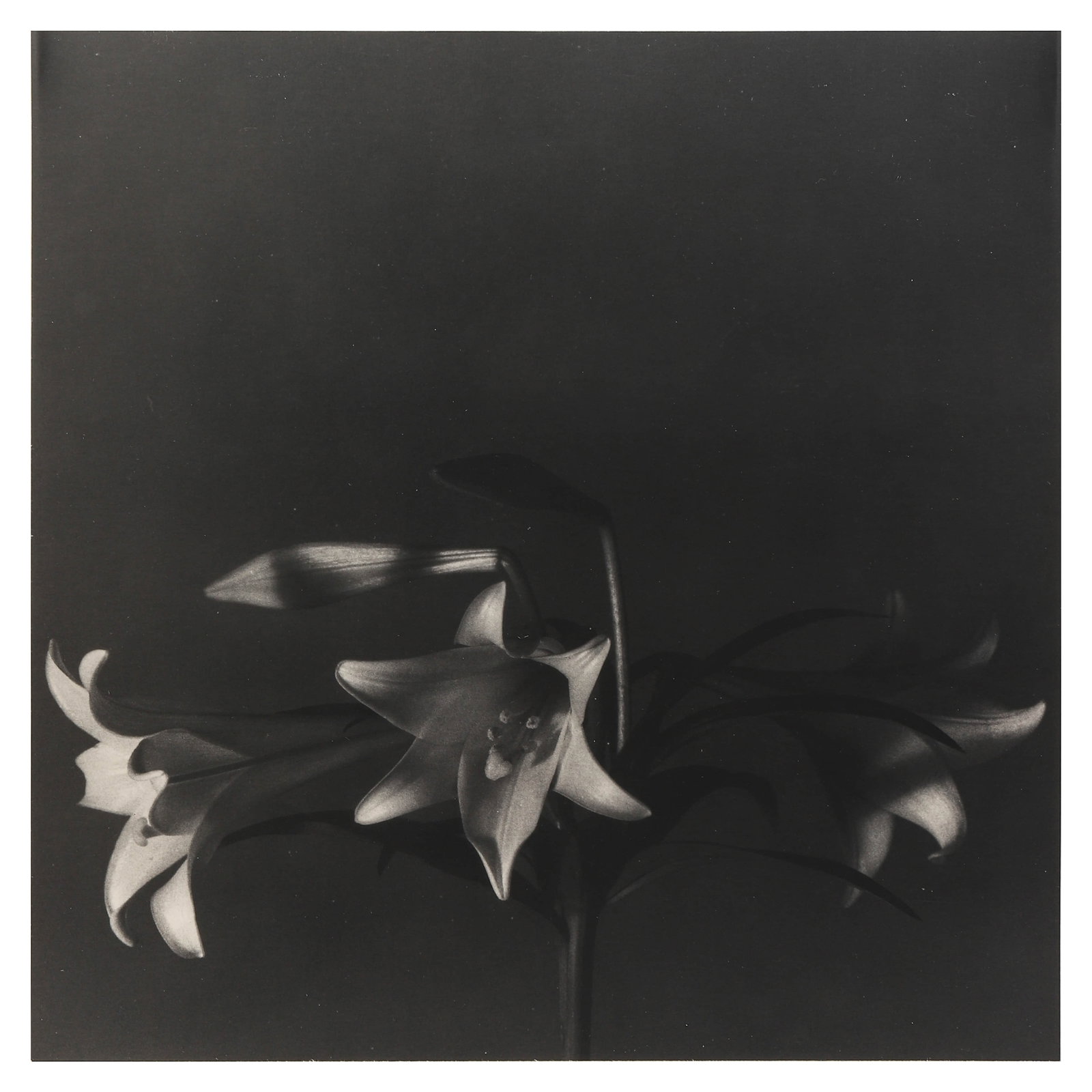 Robert Mapplethorpe (1946–1989), EASTER LILIES 1979: Artist Robert Mapplethorpe Title Easter Lilies 1979 Medium Gelatin silver print, mounted on board Signature Signed in ink on the front; signed in pencil and stamped on the verso Dimensions Image 9 7/8