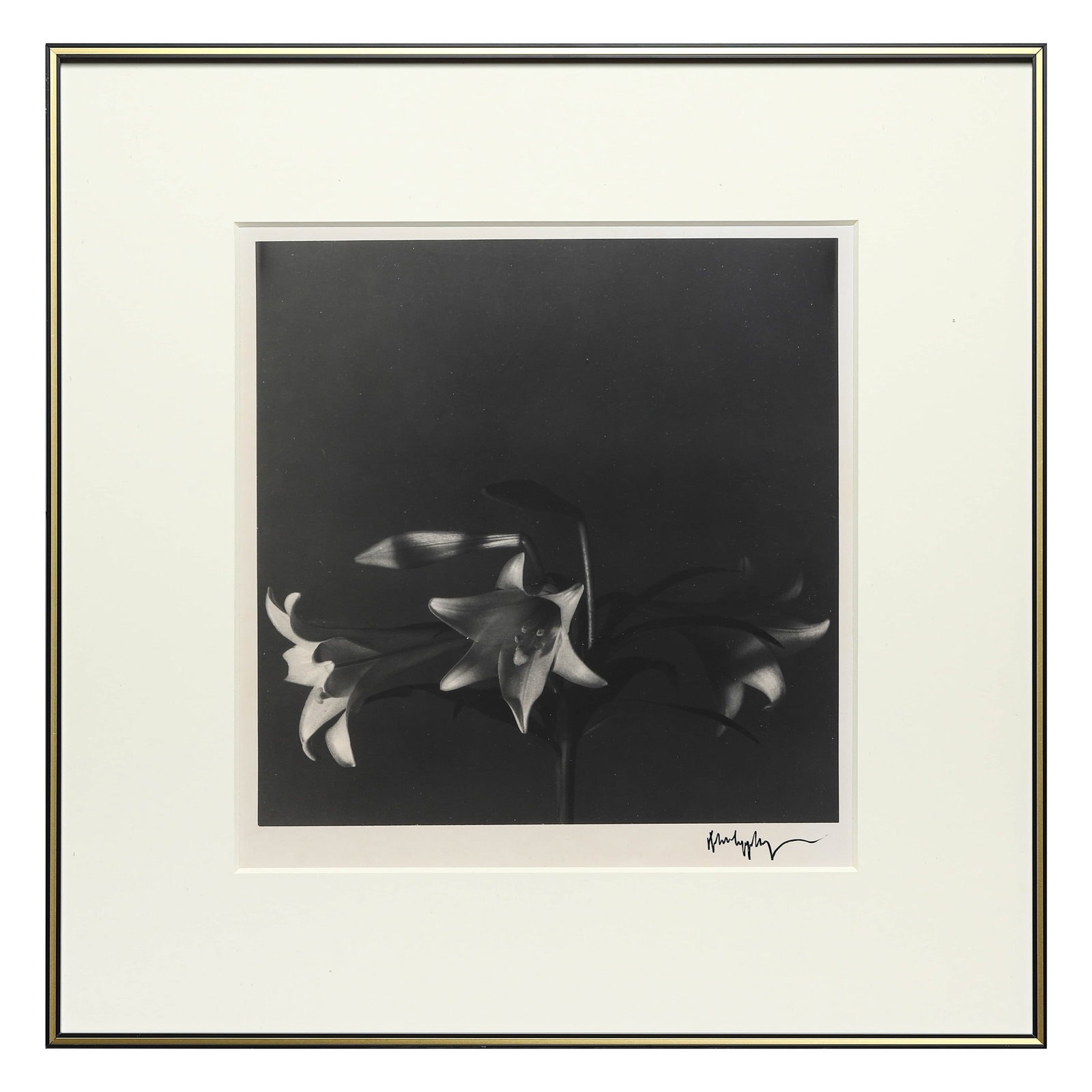 Robert Mapplethorpe (1946–1989), EASTER LILIES 1979 - 3