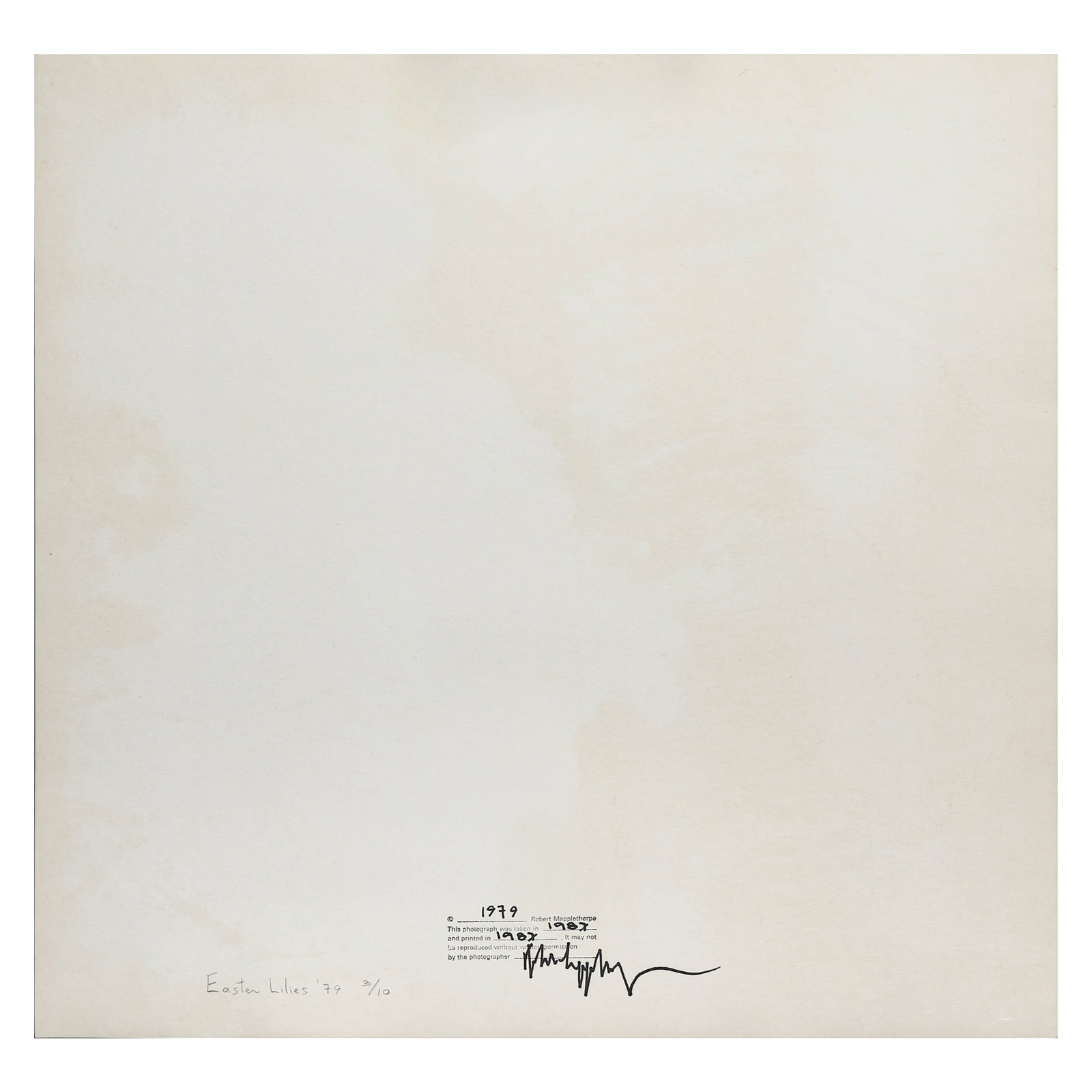 Robert Mapplethorpe (1946–1989), EASTER LILIES 1979 - 4