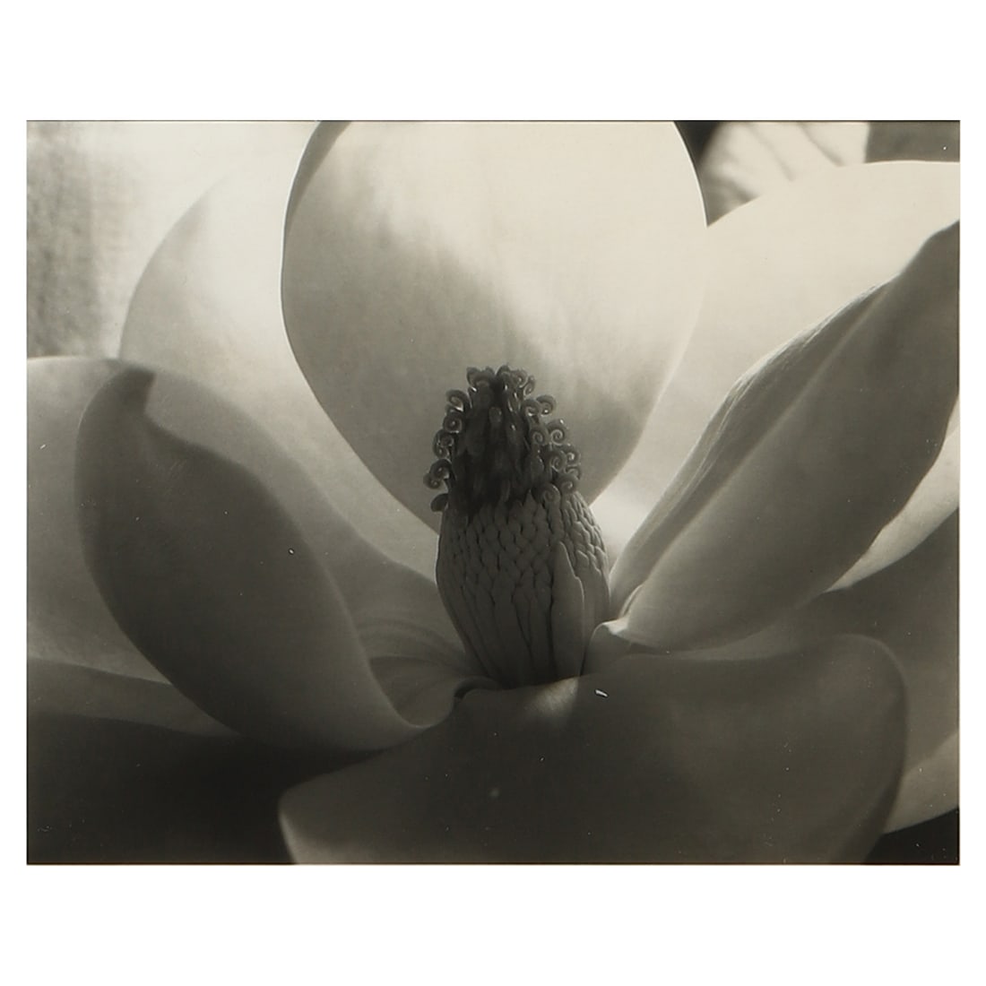 IMOGEN CUNNINGHAM (1883–1976)MAGNOLIA BLOSSOM (1 of 3)