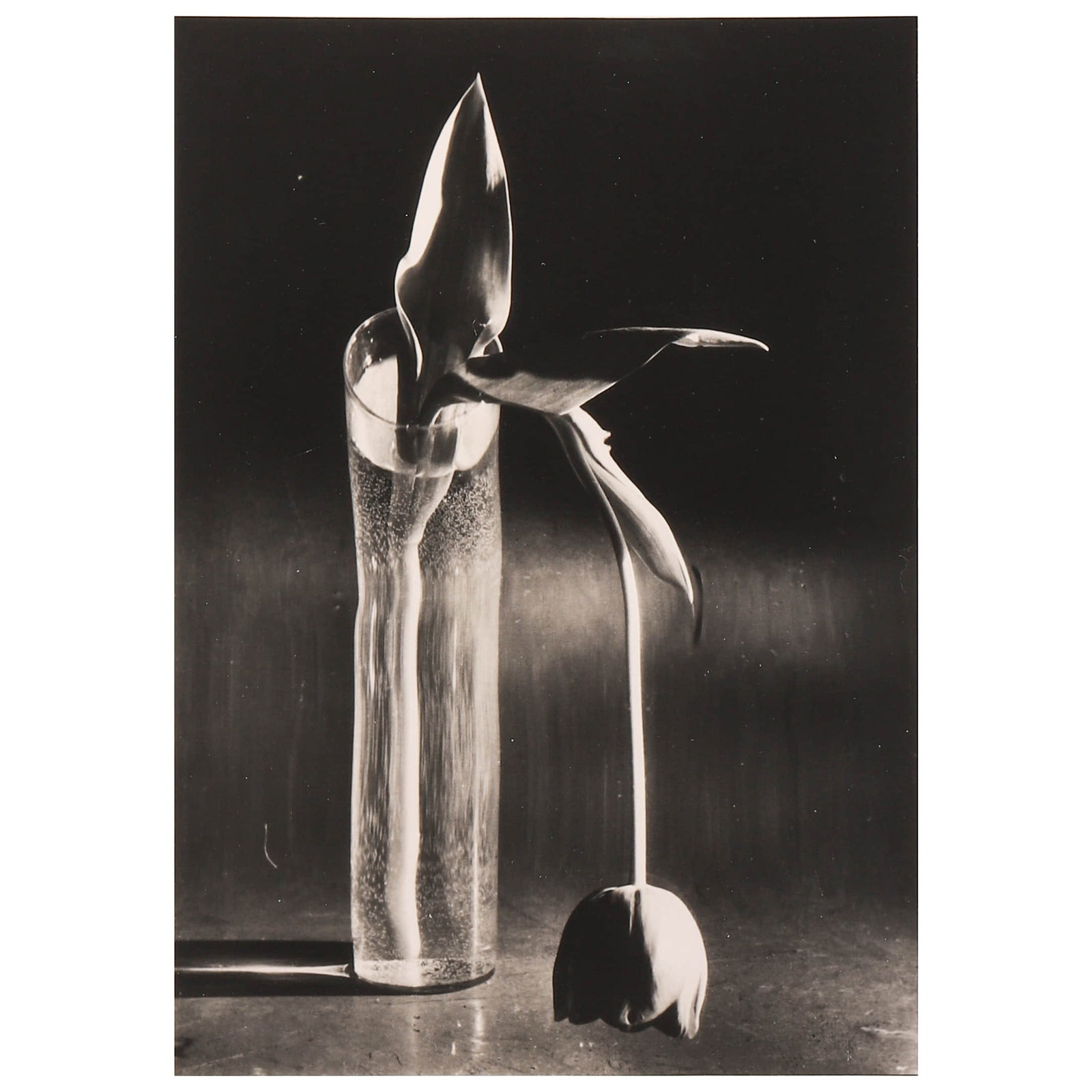 ANDRÉ KERTÉSZ (1894–1985), MELANCHOLIC TULIP, NEW YORK: Artist André Kertész (1894–1985) Title MELANCHOLIC TULIP, NEW YORK Medium Gelatin silver photograph, mounted on board Signature Signed in pencil, verso Dimensions Image 6 5/8 × 9 1/2 in. (16.9