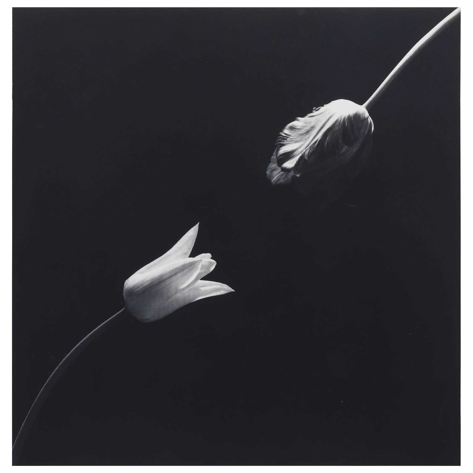 ROBERT MAPPLETHORPE (1946–1989)TULIP (1 of 3)
