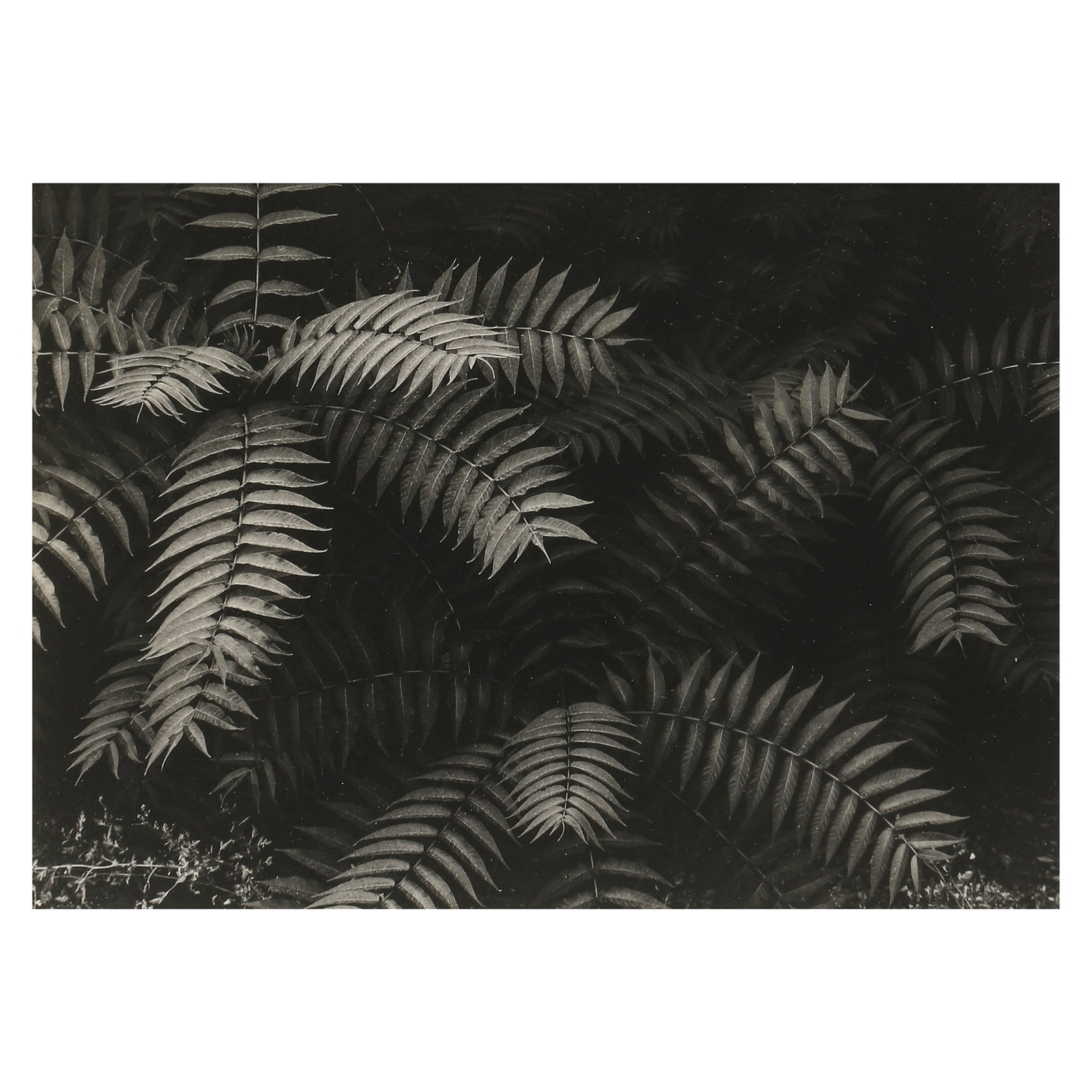 ANSEL ADAMS (1902–1984), LEAVES, OWENS VALLEY: Artist Ansel Adams Title LEAVES, OWENS VALLEY Medium Silver gelatin print, mounted on board Signature Signed in pencil, lower right recto Dimensions Image 7.09 × 4.76 in. (18 × 12.1 cm); Frame