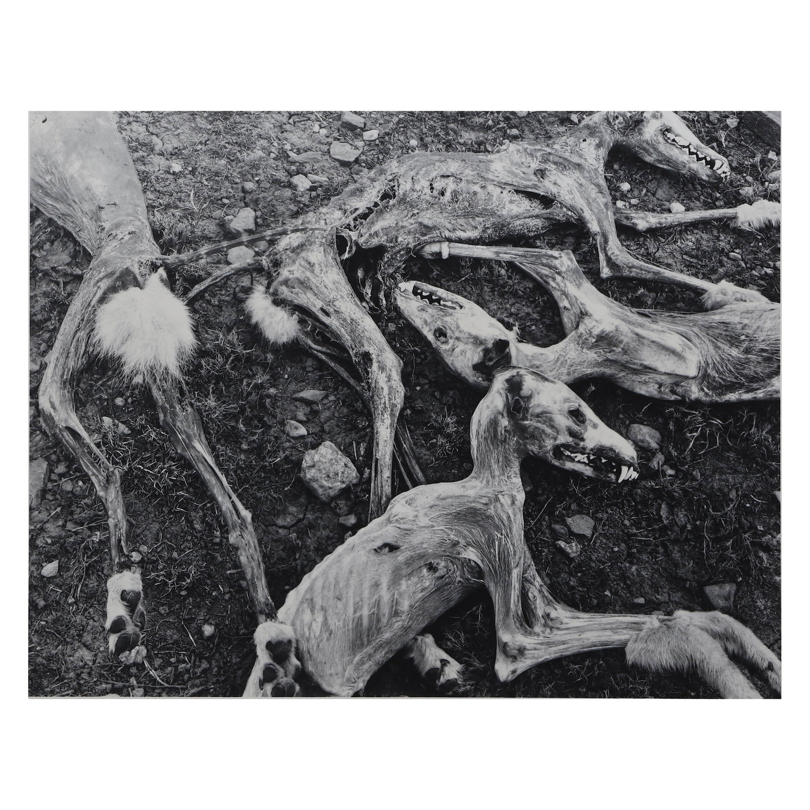 FREDERICK SOMMER (1905–1999)COYOTES (1 of 4)
