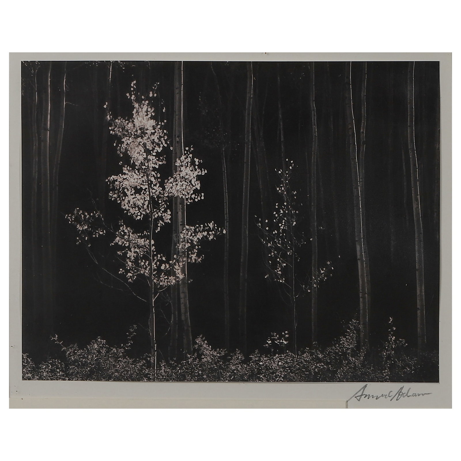 ANSEL ADAMS (1902–1984) ASPENS, NORTHERN NEW MEXICO (1 of 3)