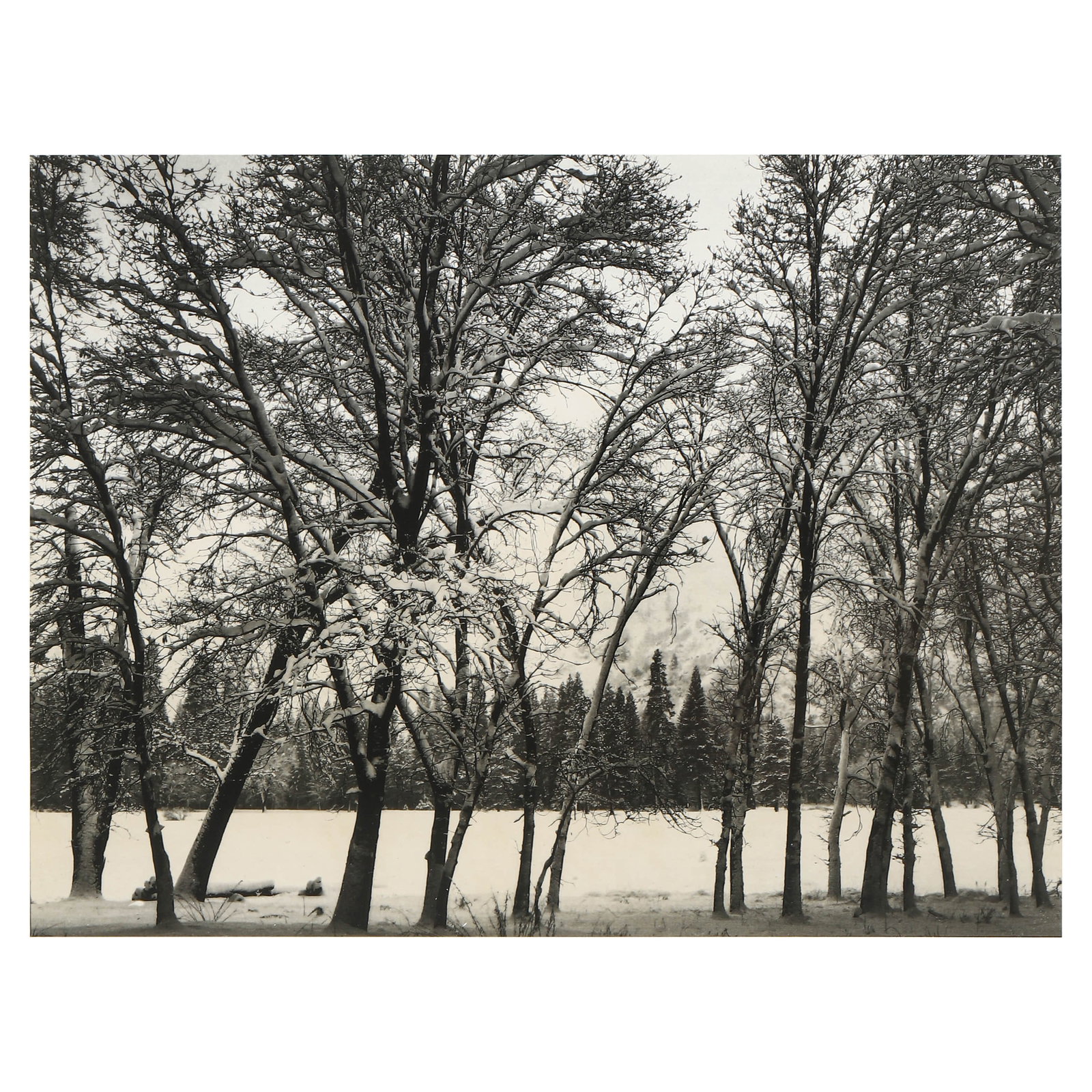 ANSEL ADAMS (1902–1984), YOUNG OAKS, WINTER (1 of 3)