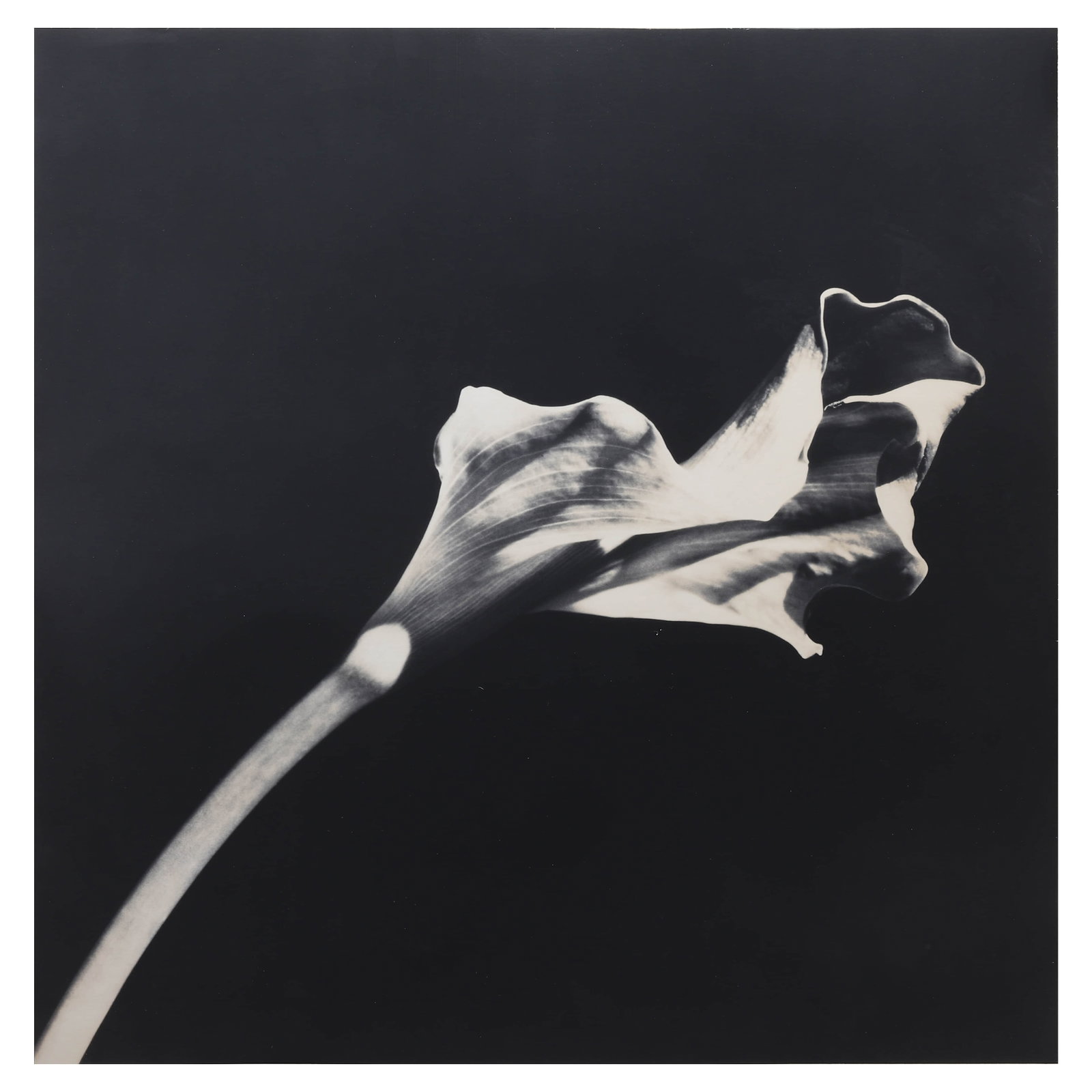 ROBERT MAPPLETHORPE (1946–1989)CALLA LILY (1 of 4)