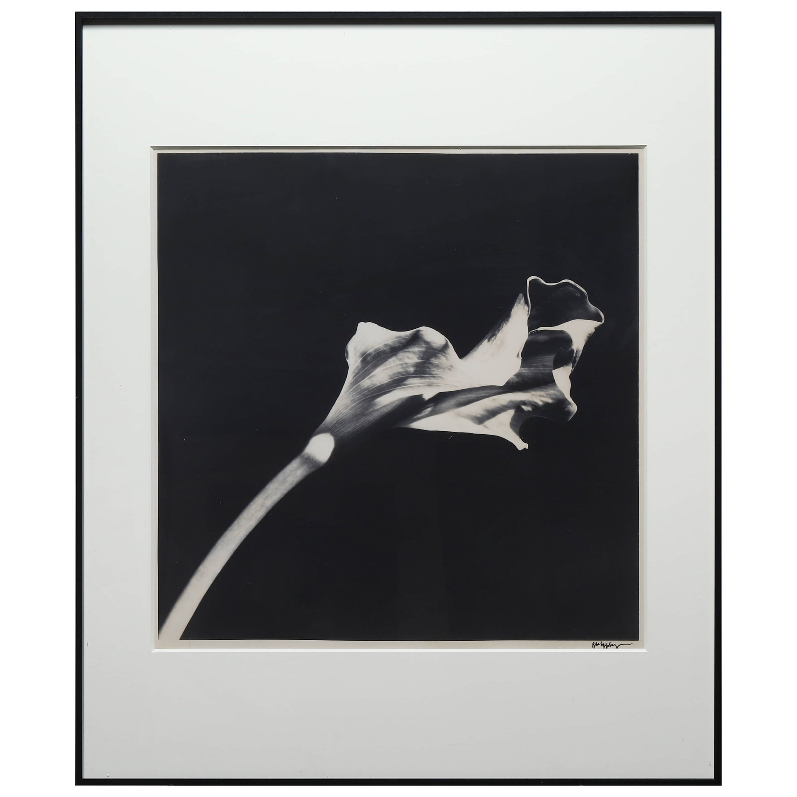 ROBERT MAPPLETHORPE (1946–1989)CALLA LILY - 3