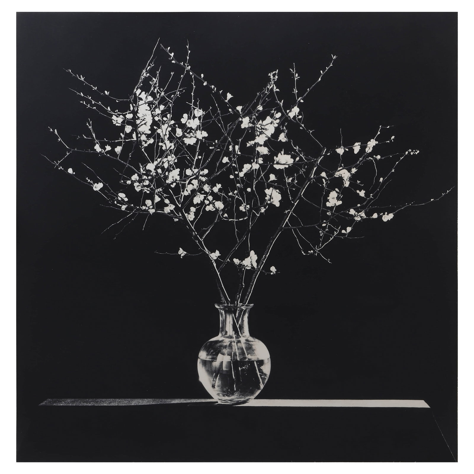 ROBERT-MAPPLETHORPE-(1946–1989)FLOWERS (1 of 4)