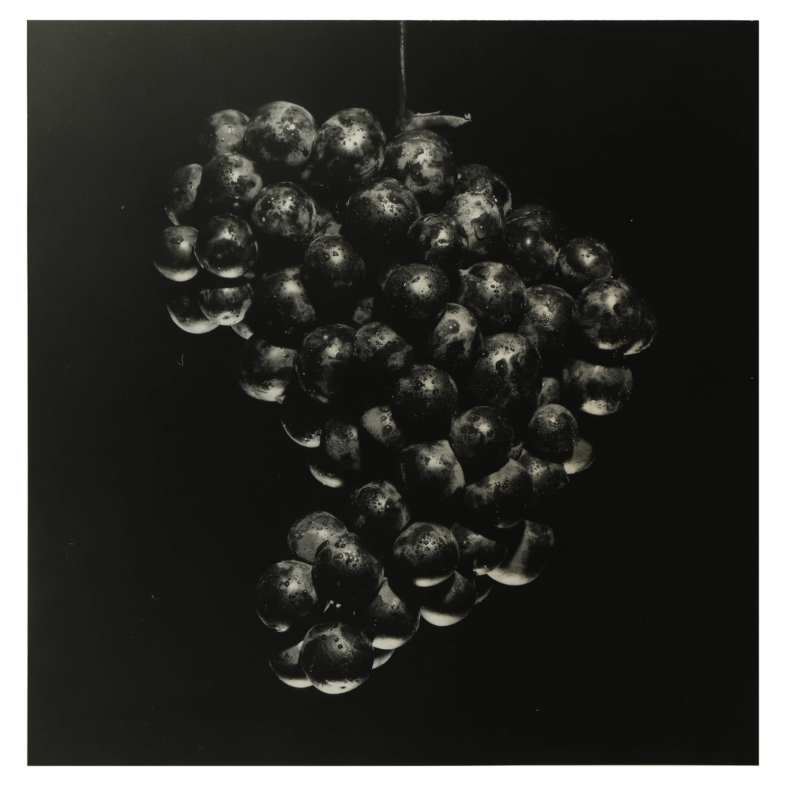 ROBERT-MAPPLETHORPE-(1946–1989)GRAPES (1 of 4)