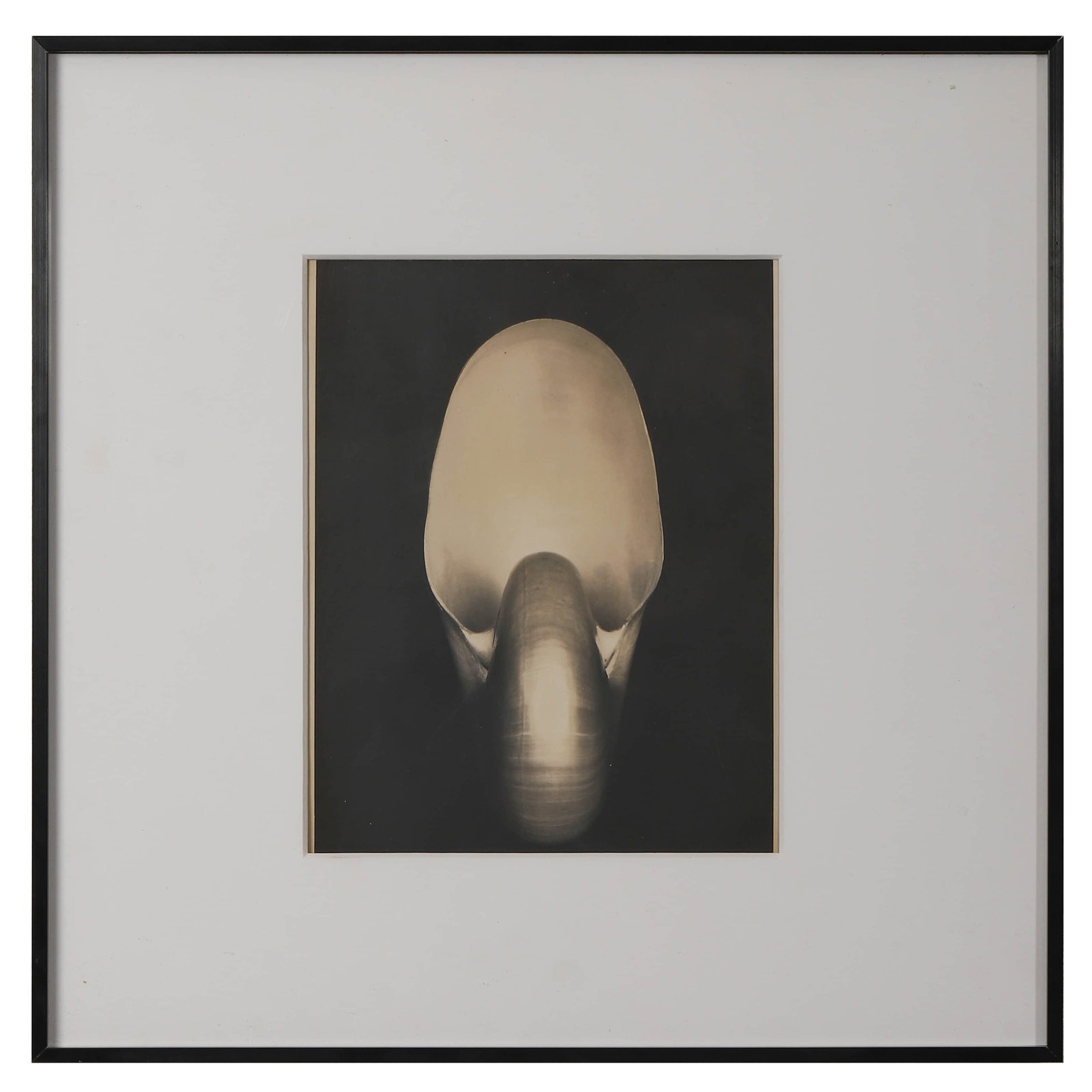 EDWARD-WESTON-(1886–1958)-SHELL - 3