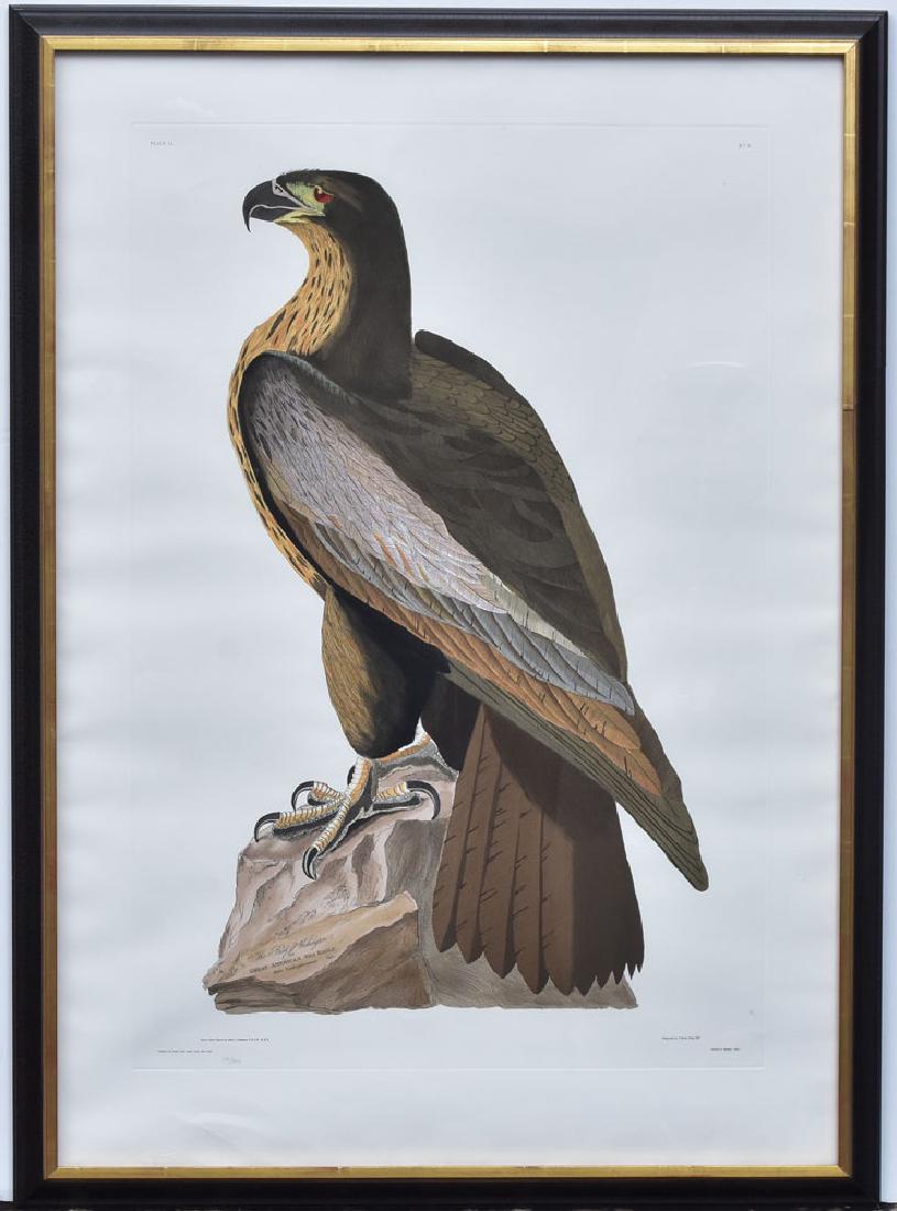 after Audubon Eagle Engraving (1 of 1)