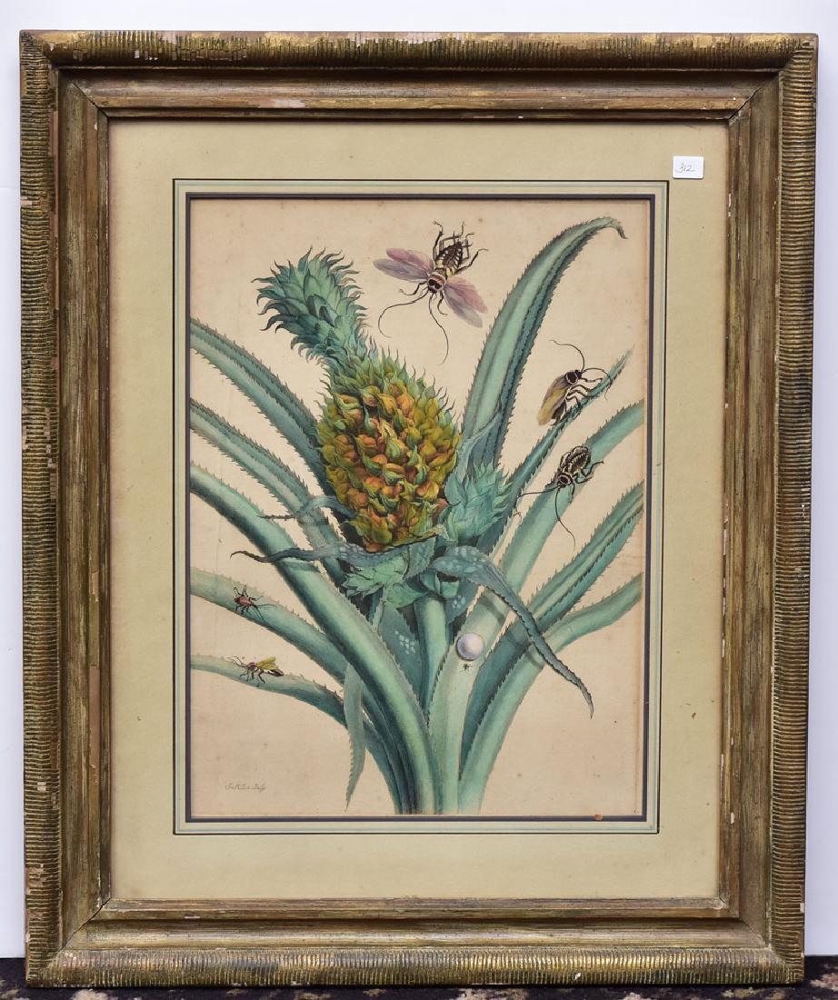 Botanical Colored Engraving (1 of 1)