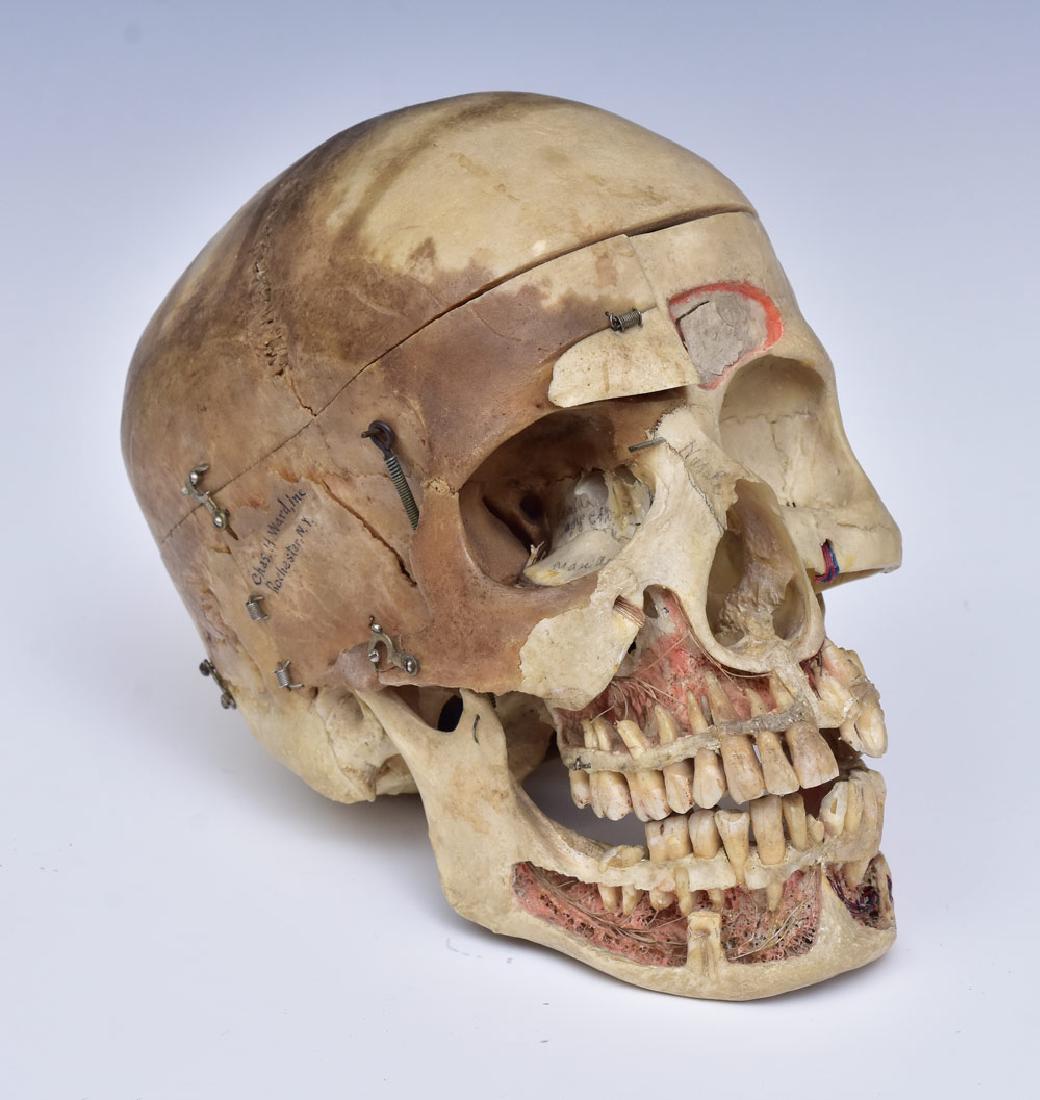 Articulated Medical School Human Skull (1 of 7)