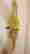 item-80625915=2