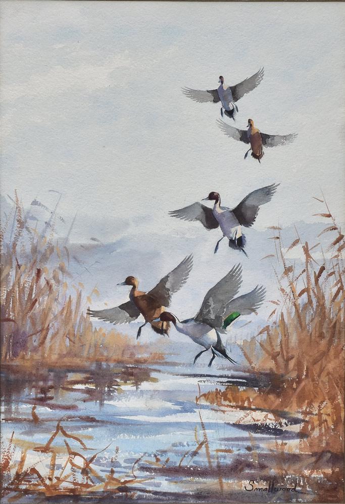 Kenneth Smallwood: "Geese Taking Flight" 21" x 14 1/2" watercolor signed Smallwood