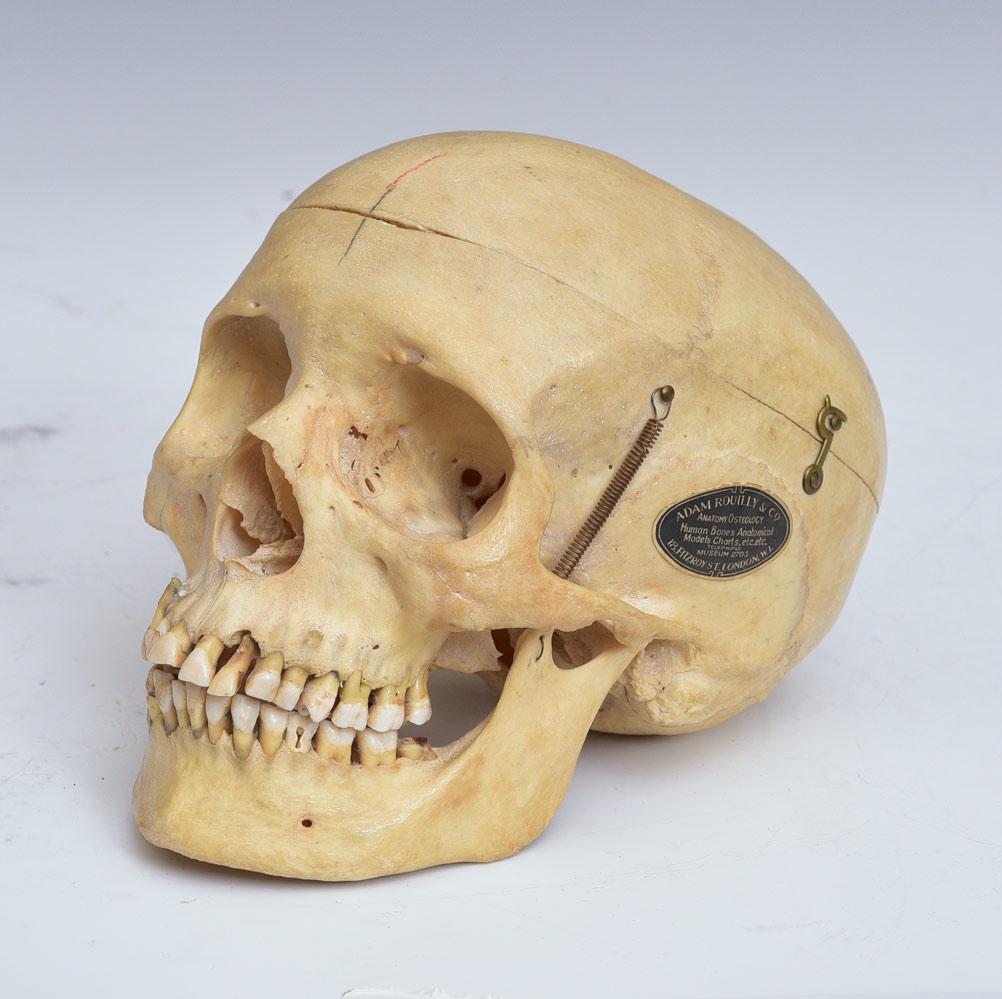 Medical Human Skull (1 of 2)
