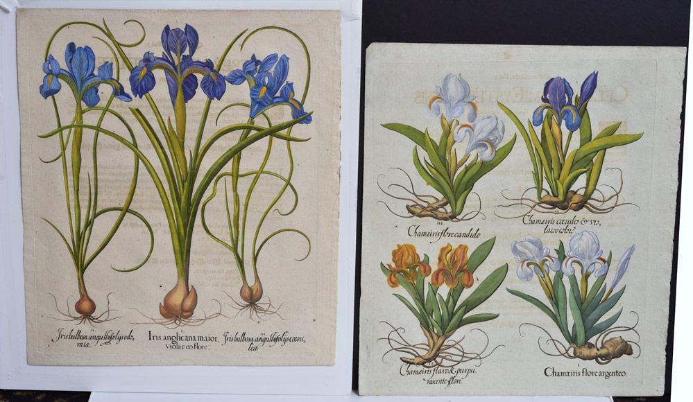 Basilius Besler Botanical engravings (2) (1 of 2)