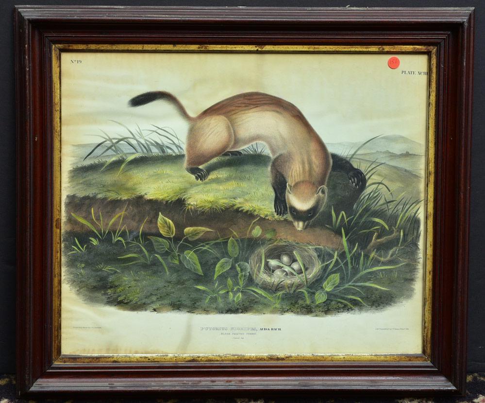John James Audubon: Black Footed Ferret, No. 19, plate XCIII 19 1/2" x 23 1/2" (sight) colored lithograph The Quadrupeds of North America J. T. Bowen, Philadelphia, 1846 26" x 29" overall with frame