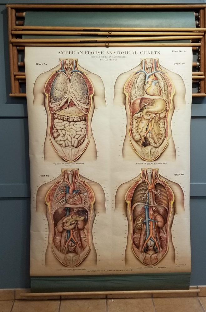Seven American Frohse Anatomical Medical Charts (1 of 5)