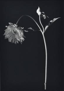 Kenro Izu (Japanese/American, born 1949), Still Life #724, 1998: Kenro Izu(Japanese/American, born 1949), Still Life #724, 1998 platinum palladium print on Arches, dry mounted sheet: 21 21 3/4 x 16 5/8 inches mount: 28 x 22 inches signed and dated lower right Artis