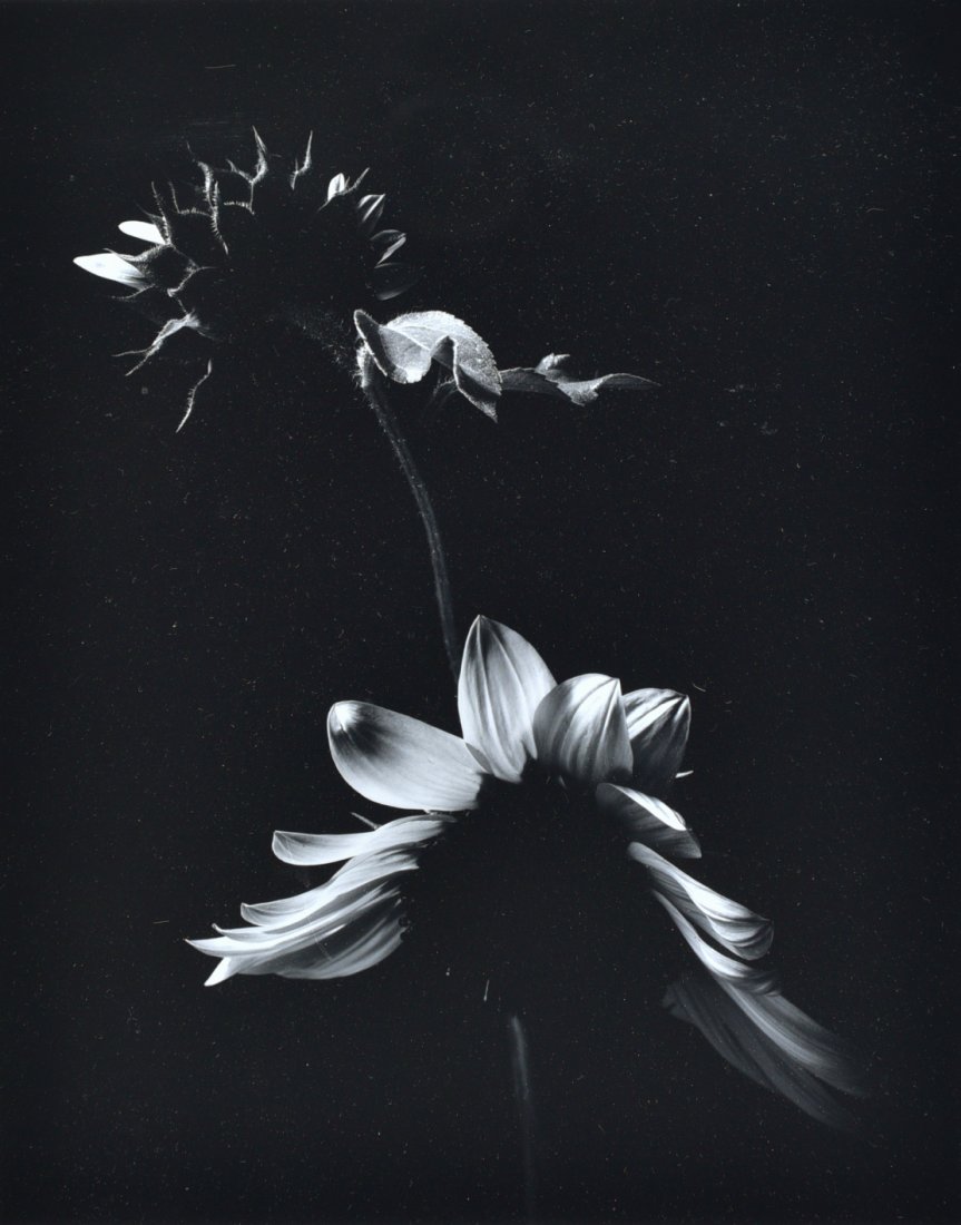 Paul Caponigro "Two Sunflowers, Winthrop, Ma," (1 of 3)